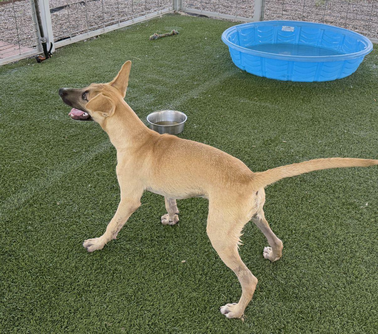 Enlarge Spark aka Sparky, a Adoptable Mixed Breed in El Paso, TX image 2/6