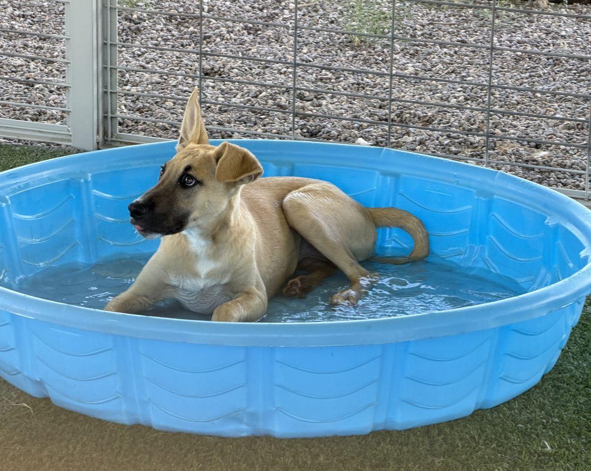 Spark aka Sparky, ADOPTABLE, Puppy Male Mixed Breed.