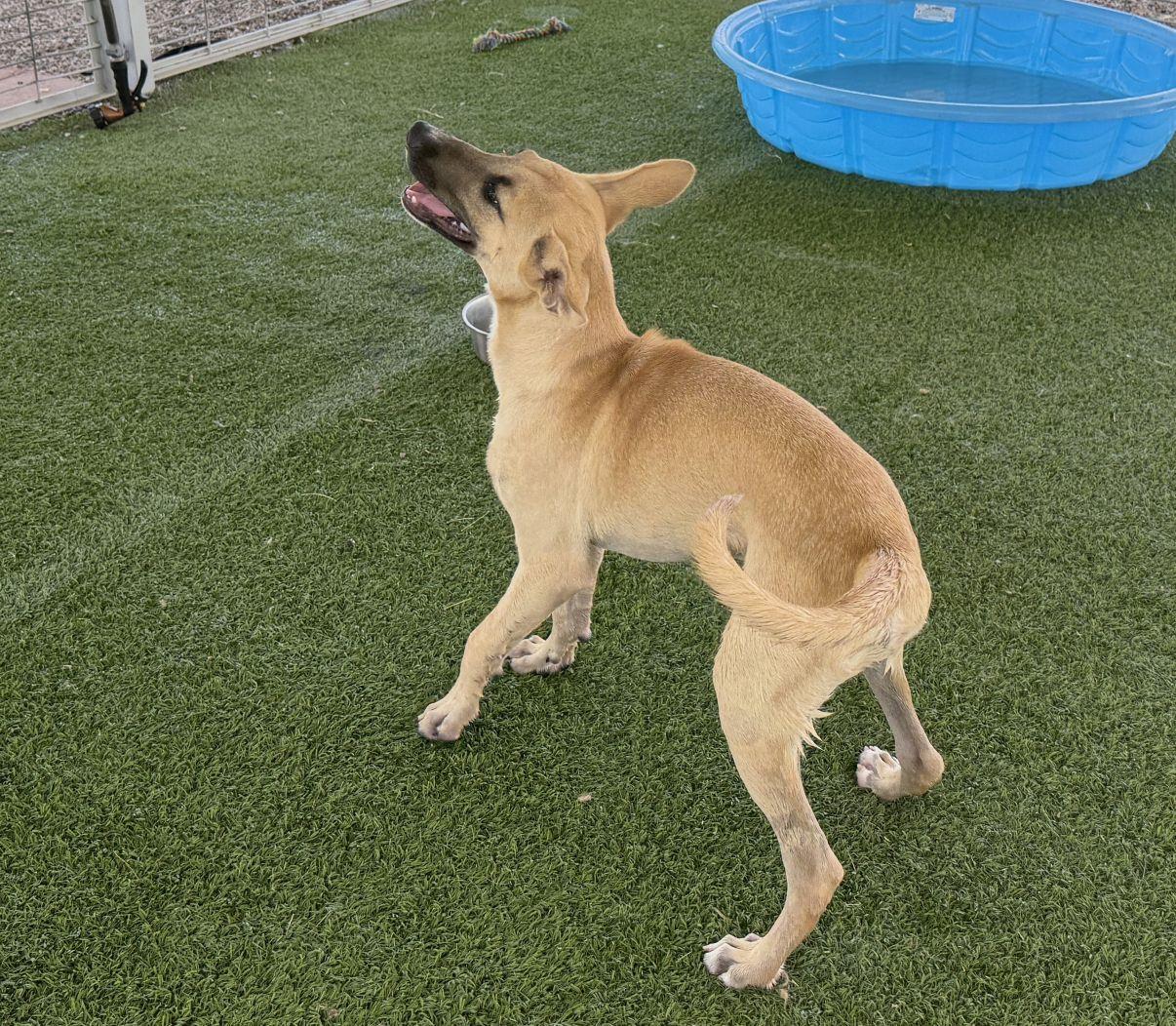 Enlarge Spark aka Sparky, a Adoptable Mixed Breed in El Paso, TX image 3/6