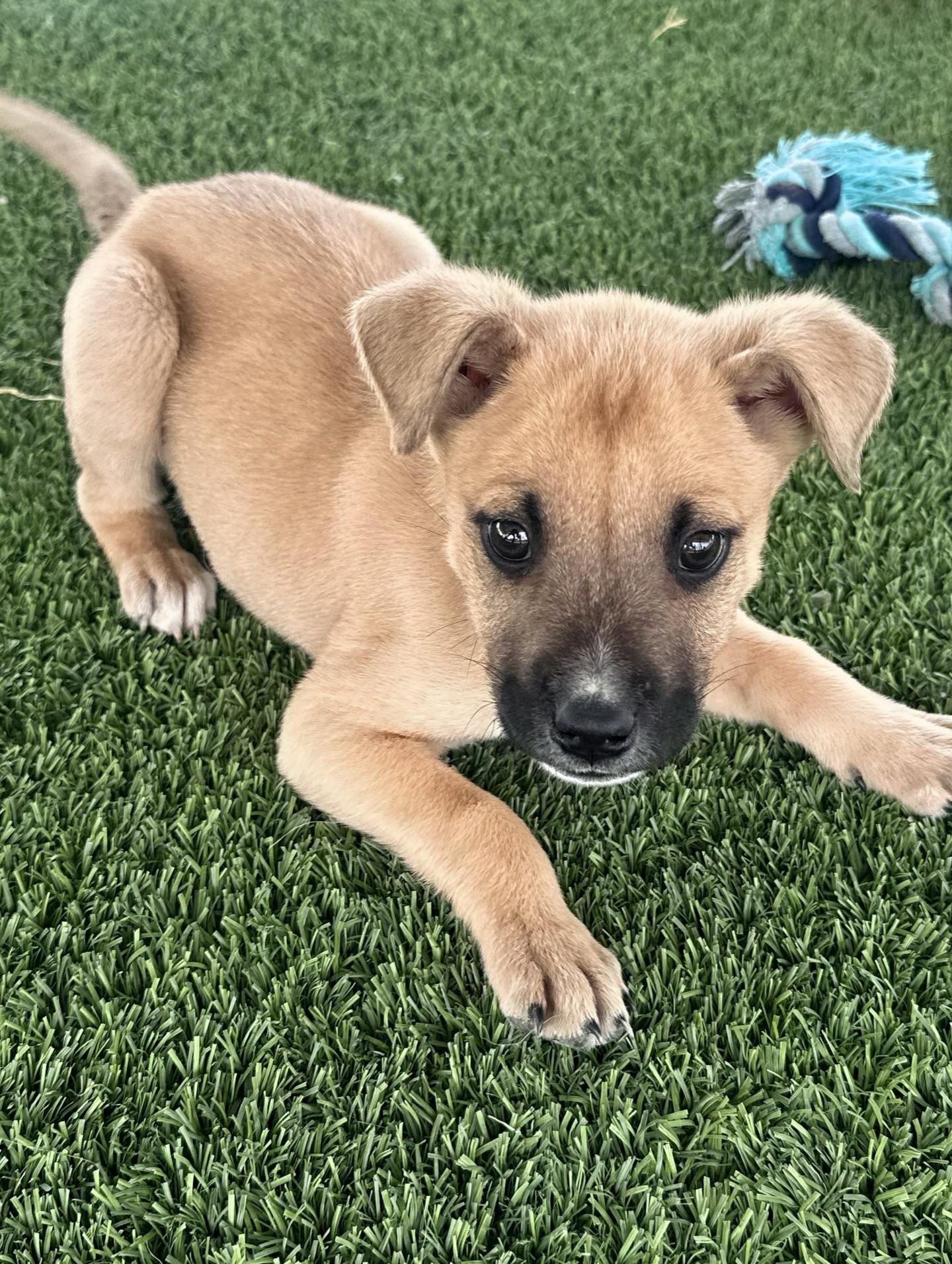 Enlarge Spark aka Sparky, a Adoptable Mixed Breed in El Paso, TX image 6/6
