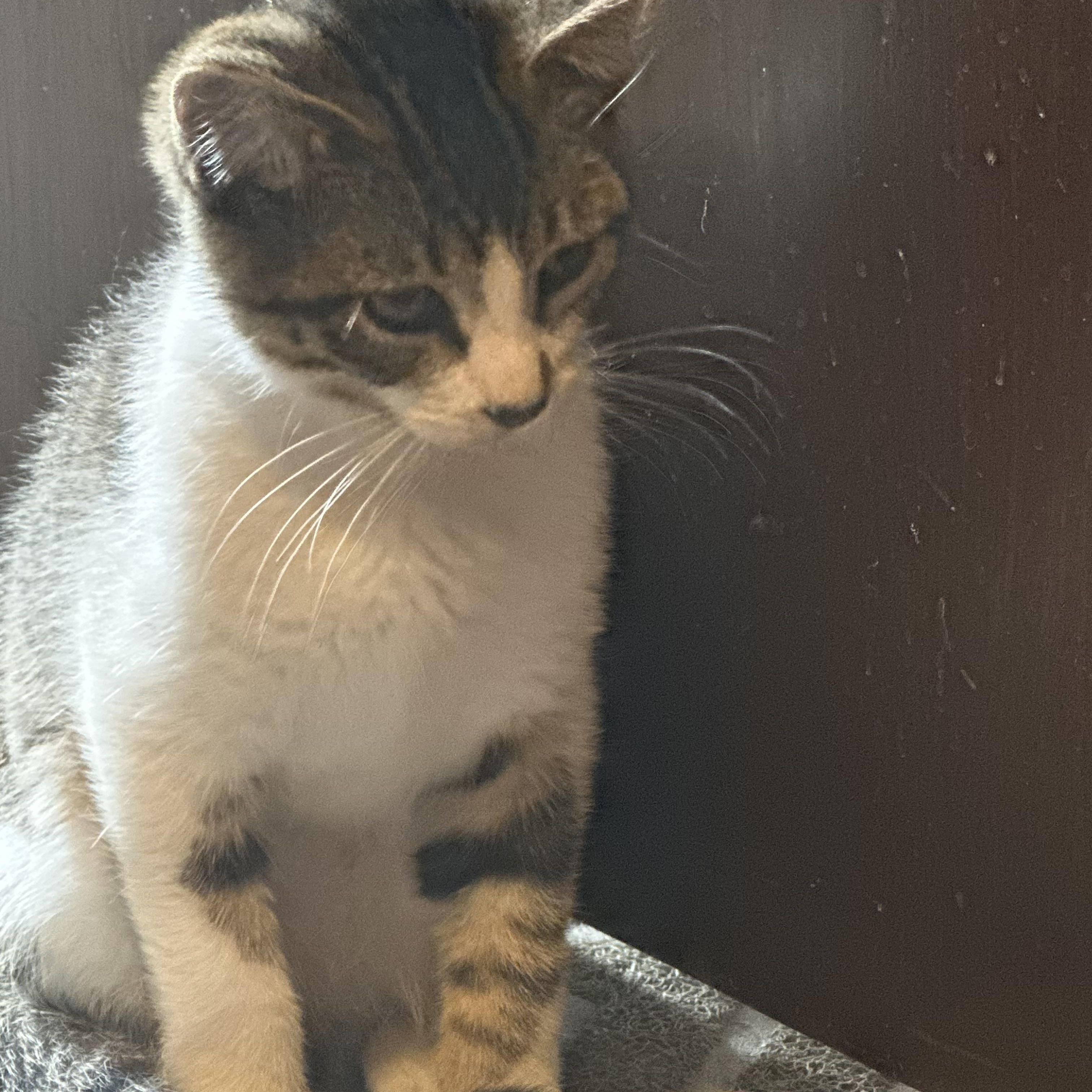 INDY, Adoptable, Kitten Male Domestic Short Hair.