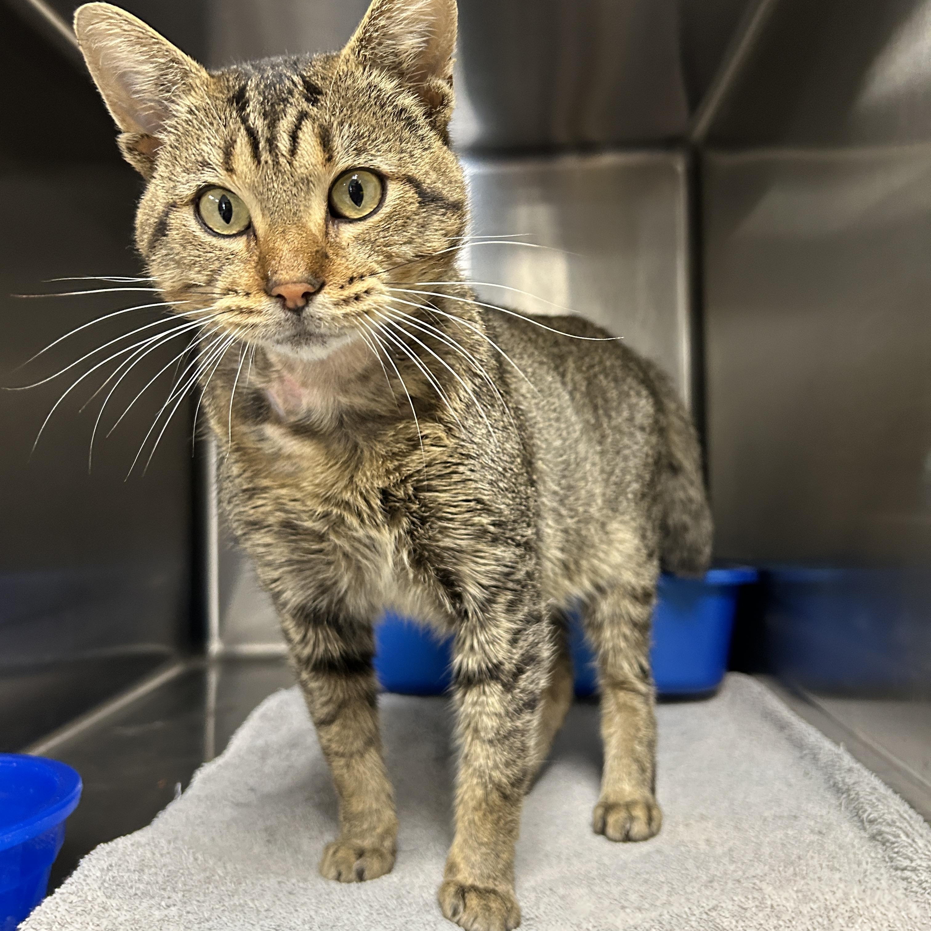 Finneas, a Adoptable Domestic Short Hair in La Grange Park, IL image 1/6