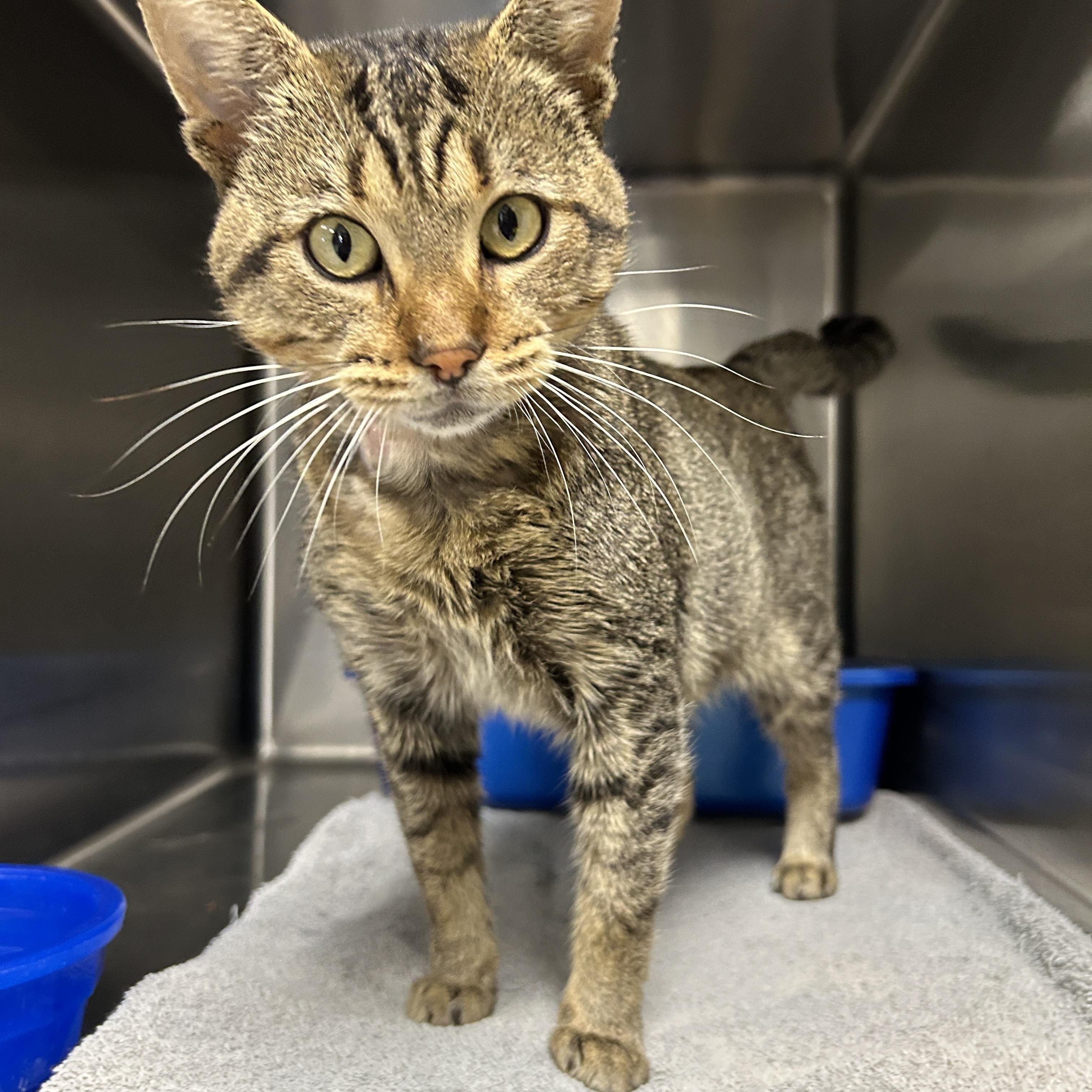 Finneas, a Adoptable Domestic Short Hair in La Grange Park, IL image 4/6