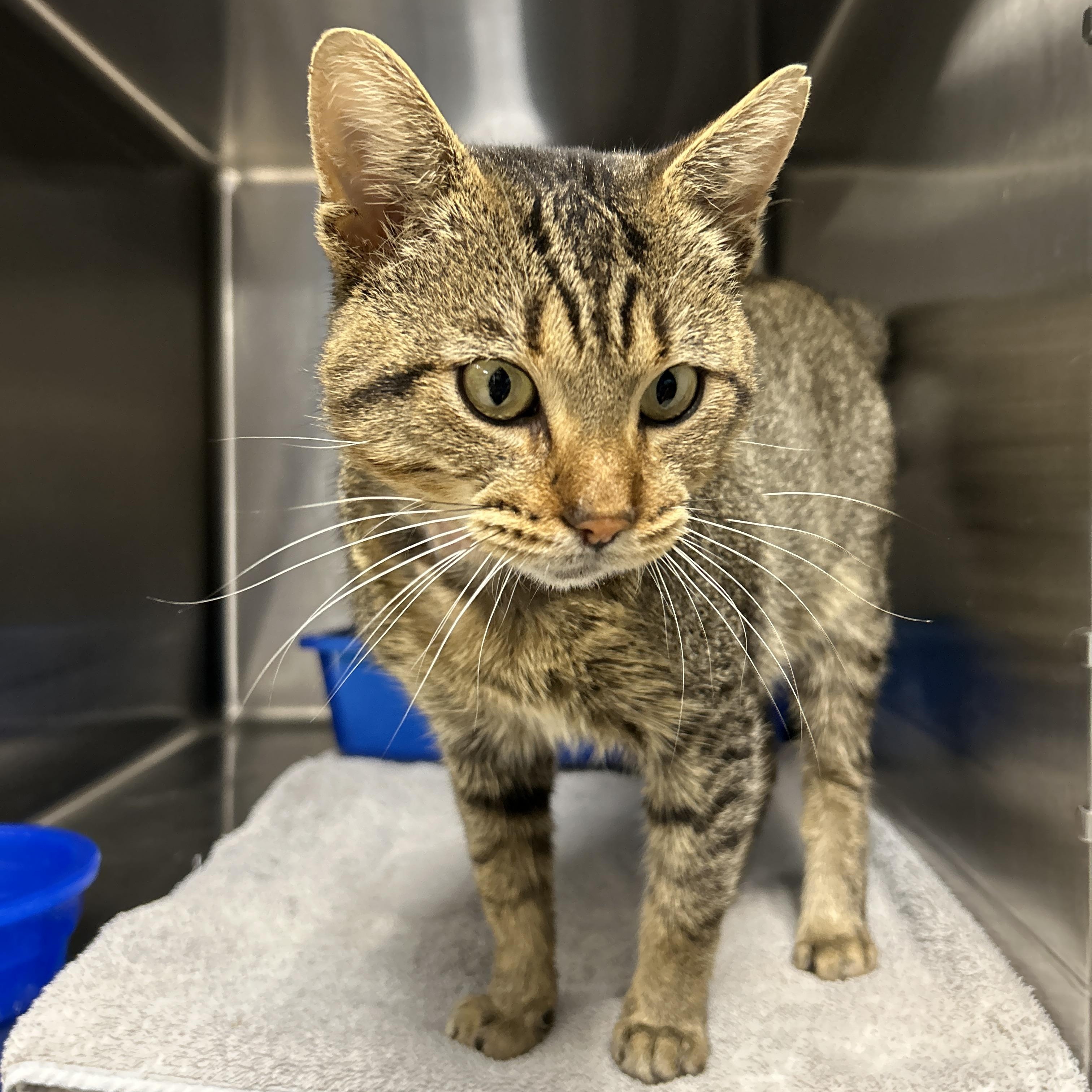 Finneas, a Adoptable Domestic Short Hair in La Grange Park, IL image 6/6