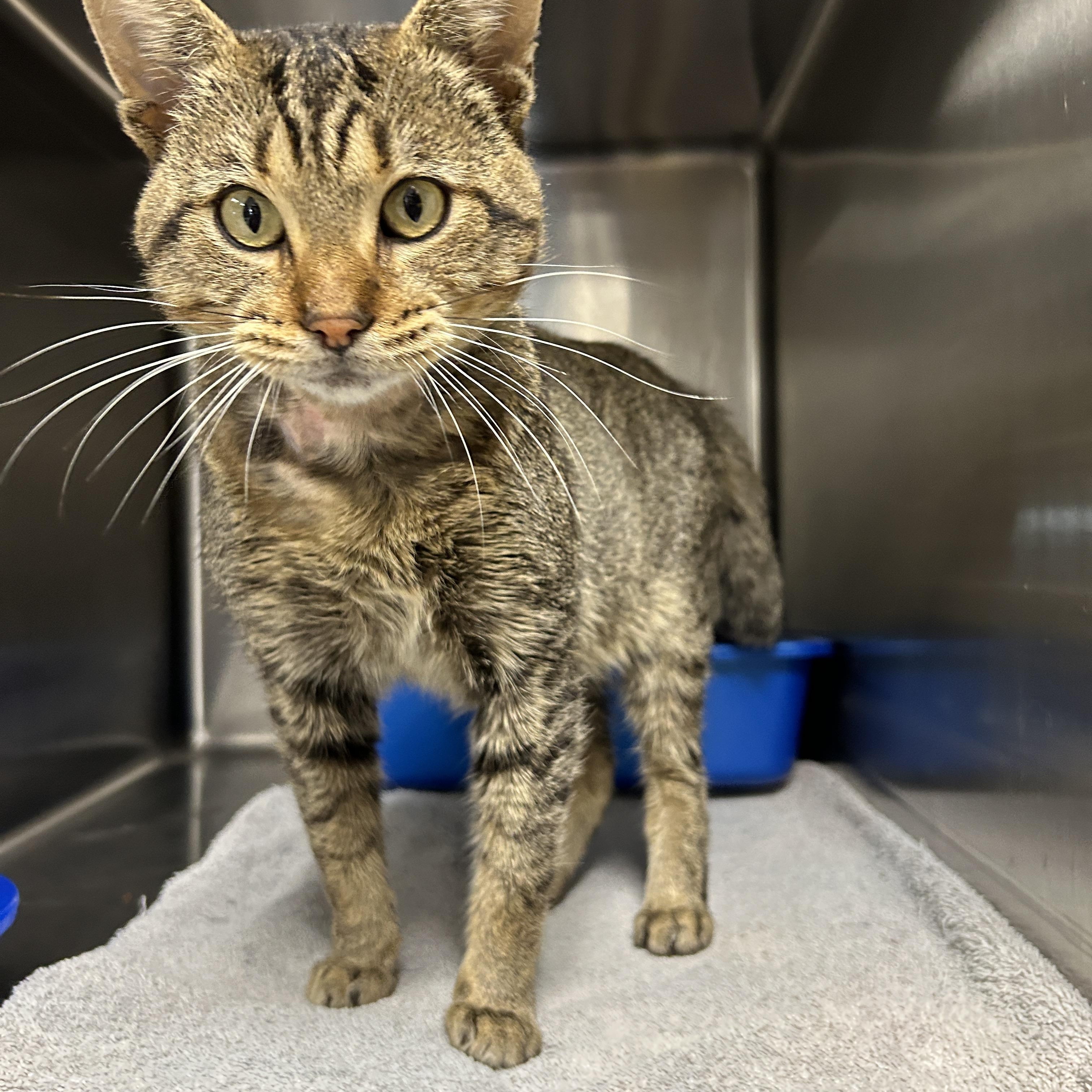 Finneas, a Adoptable Domestic Short Hair in La Grange Park, IL image 3/6