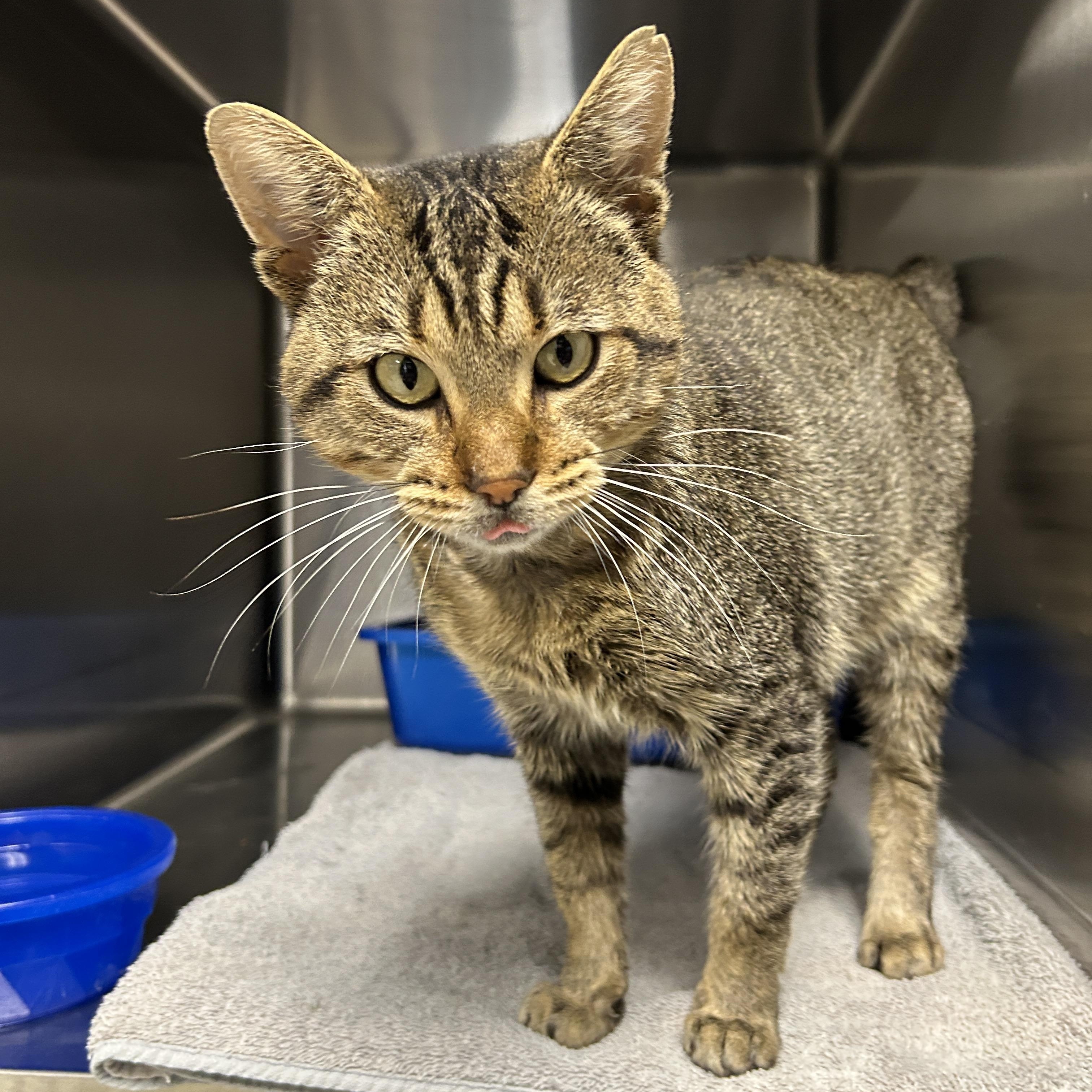 Finneas, a Adoptable Domestic Short Hair in La Grange Park, IL image 2/6