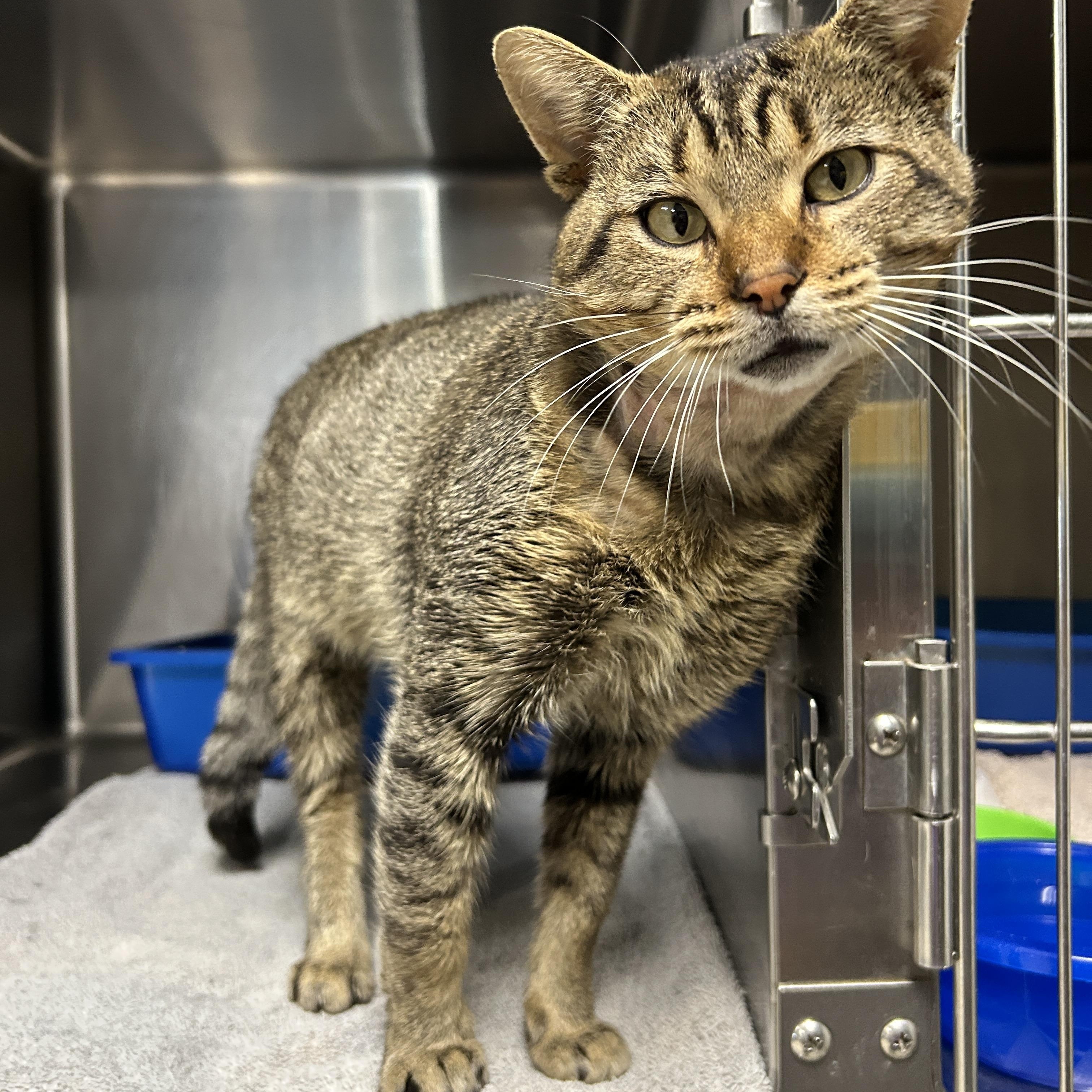 Finneas, a Adoptable Domestic Short Hair in La Grange Park, IL image 5/6