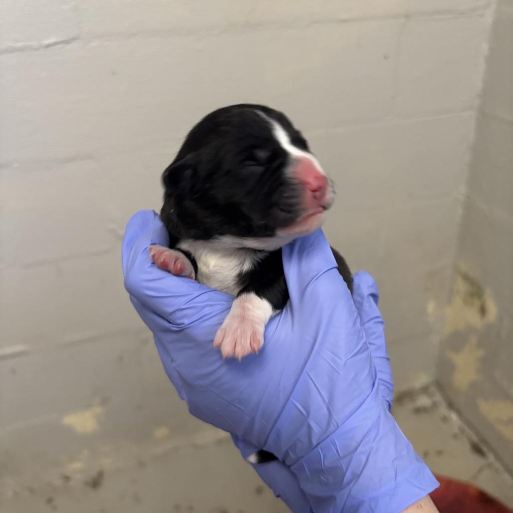 Enlarge Susie, a Adoptable mixed breed in Clanton, AL image 1/5