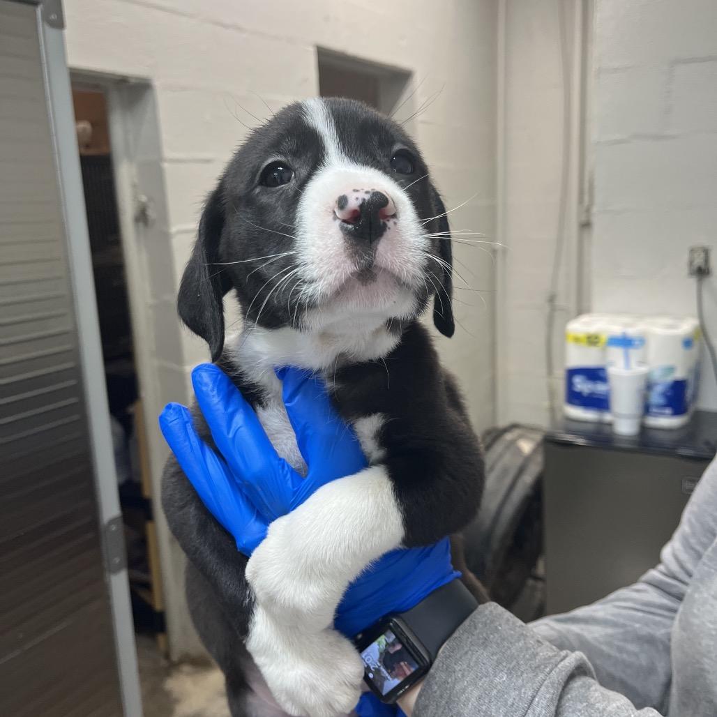 Enlarge Susie, a Adoptable mixed breed in Clanton, AL image 2/5