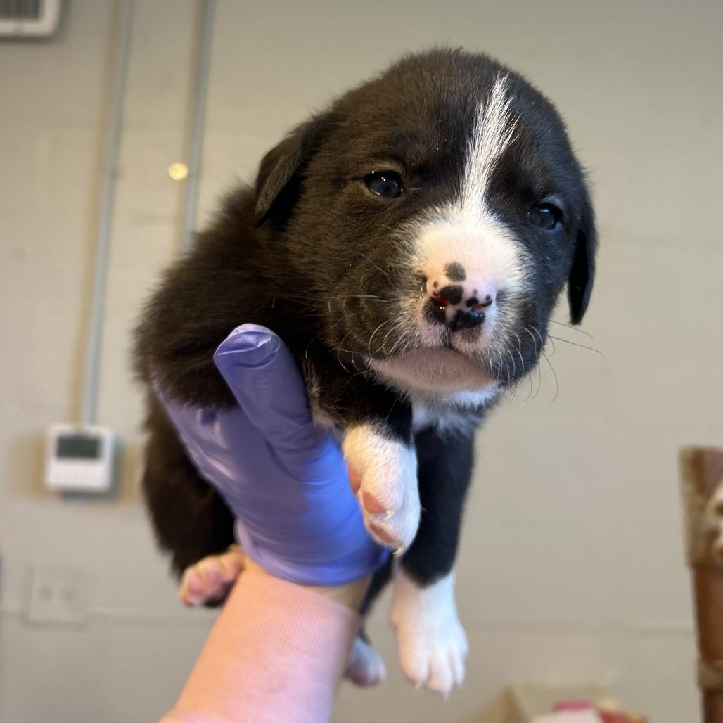 Enlarge Susie, a Adoptable mixed breed in Clanton, AL image 3/5