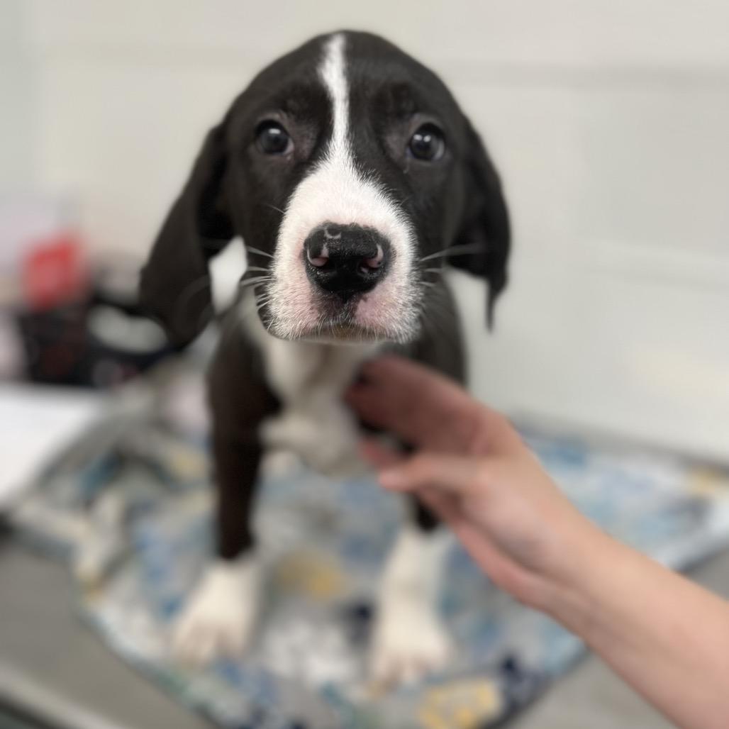 Enlarge Susie, a Adoptable mixed breed in Clanton, AL image 4/5