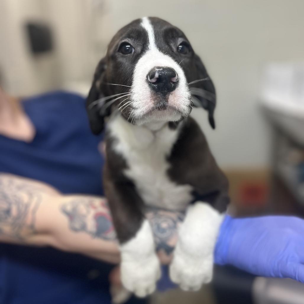 Enlarge Susie, a Adoptable mixed breed in Clanton, AL image 5/5