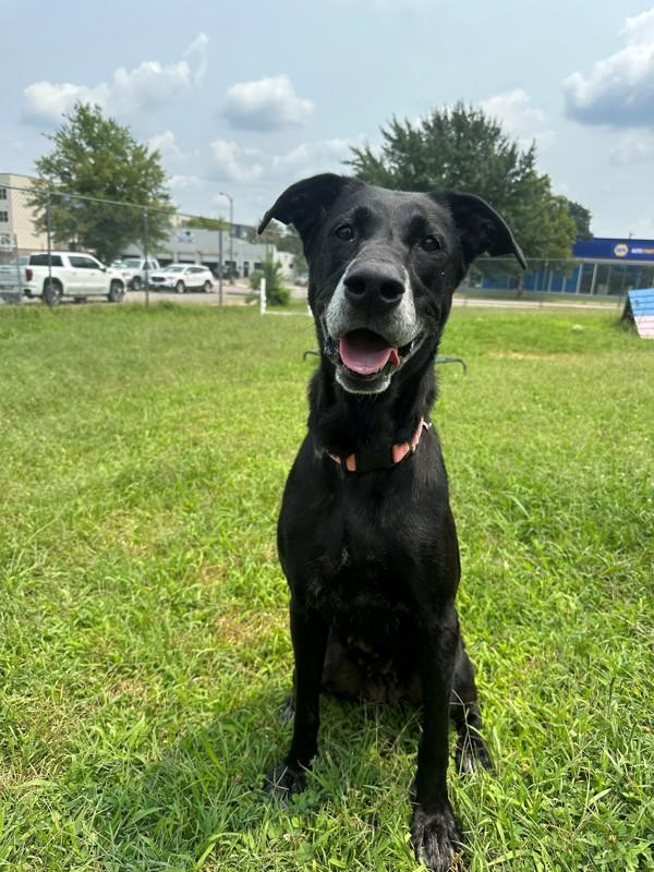 Paint Me Pretty, Adoptable, Adult Female Labrador Retriever.