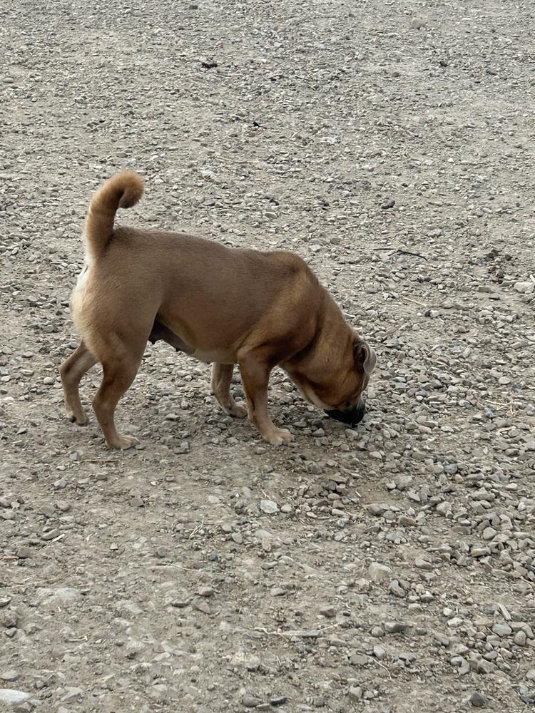 Alabama, ADOPTABLE, Young • Female, Shar-Pei & Chow Chow.