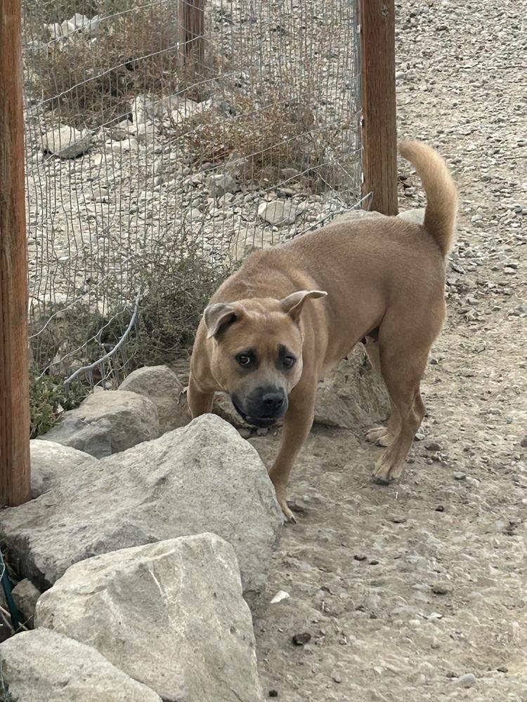 Enlarge Alabama, a Adoptable mixed breed in Draper, UT image 3/5