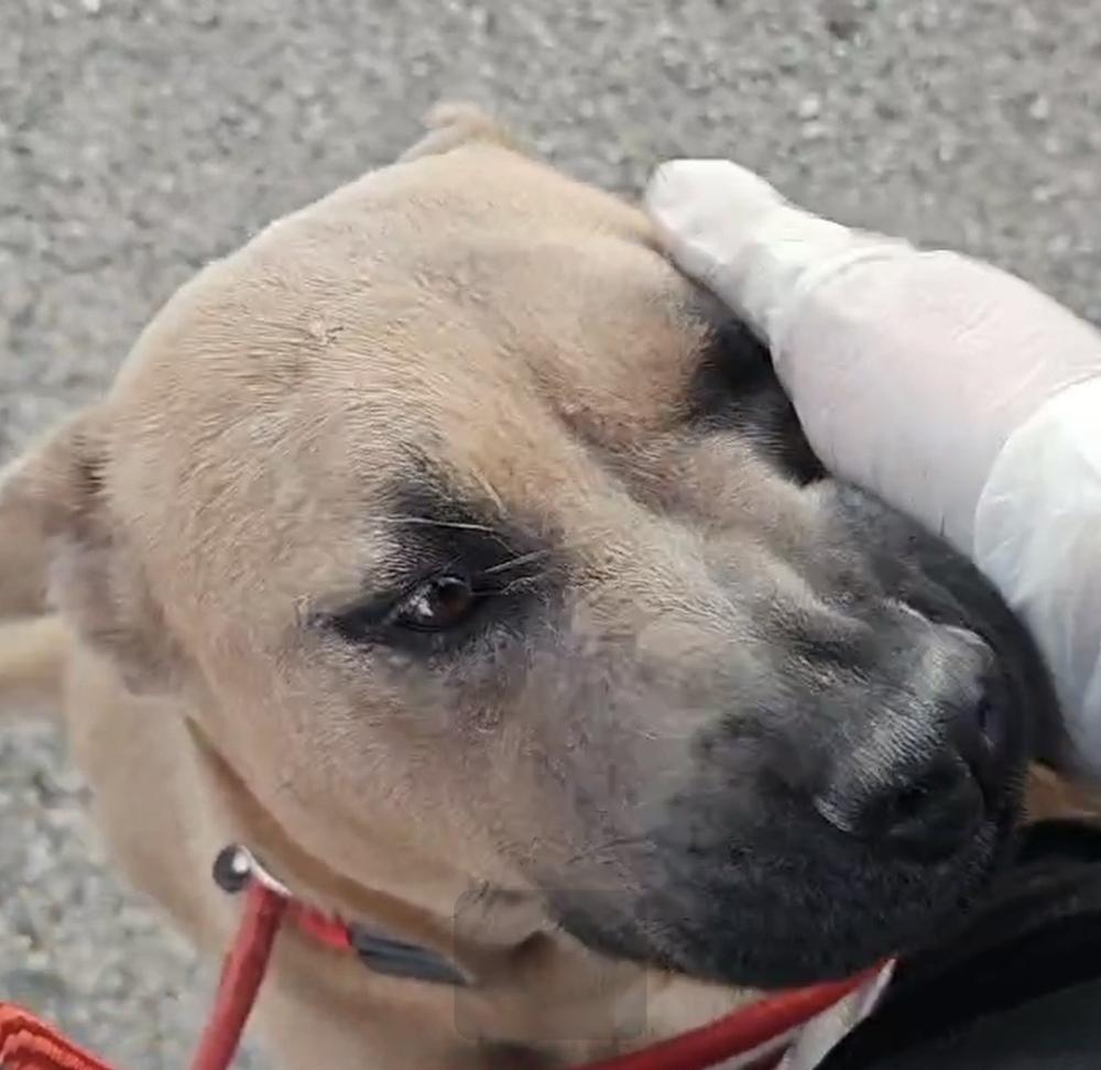 Enlarge Alabama, a Adoptable mixed breed in Draper, UT image 5/5