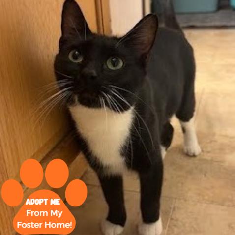 Ocean, Adoptable, Adult Female Domestic Short Hair.