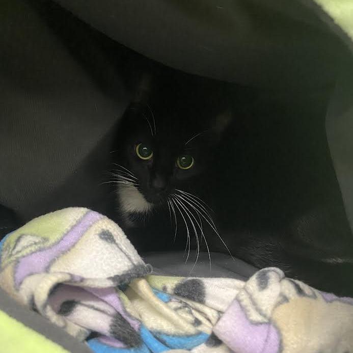 Enlarge Ocean, a Adoptable Domestic Short Hair in Chesapeake, VA image 2/6