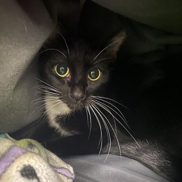 Enlarge Ocean, a Adoptable Domestic Short Hair in Chesapeake, VA image 3/6