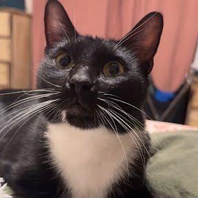 Enlarge Ocean, a Adoptable Domestic Short Hair in Chesapeake, VA image 4/6