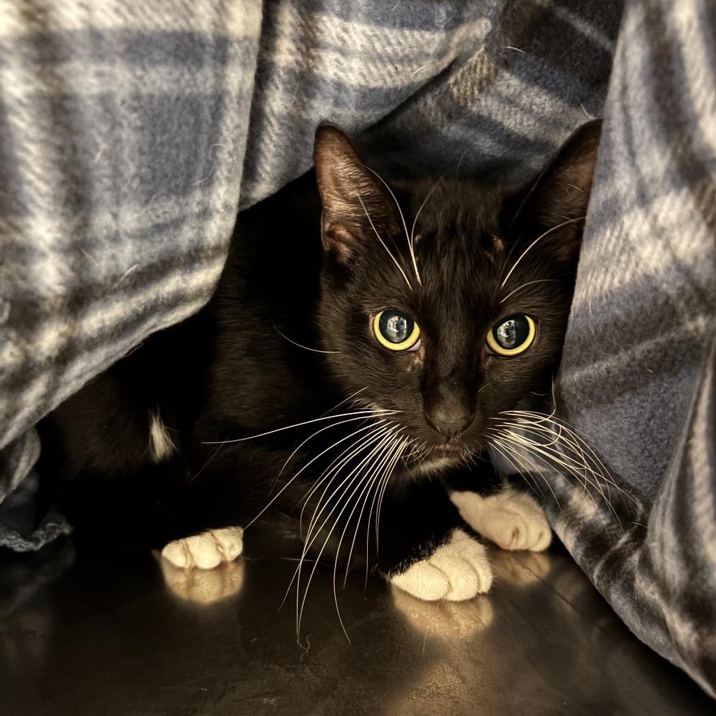 Enlarge Ocean, a Adoptable Domestic Short Hair in Chesapeake, VA image 5/6