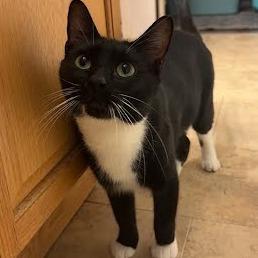 Enlarge Ocean, a Adoptable Domestic Short Hair in Chesapeake, VA image 6/6