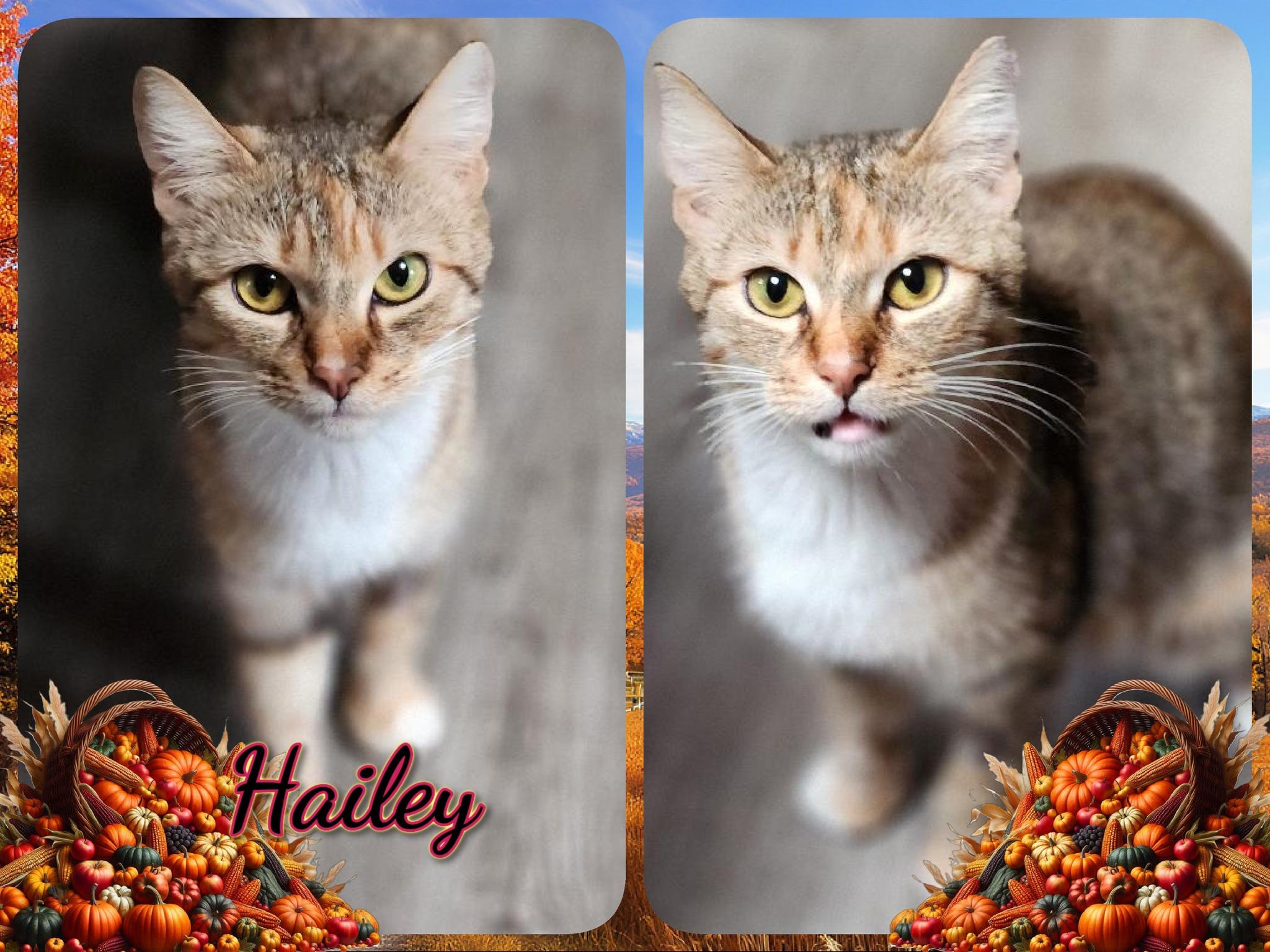 Enlarge Hailey, a Adoptable Domestic Short Hair in Corinth, NY image 1/1