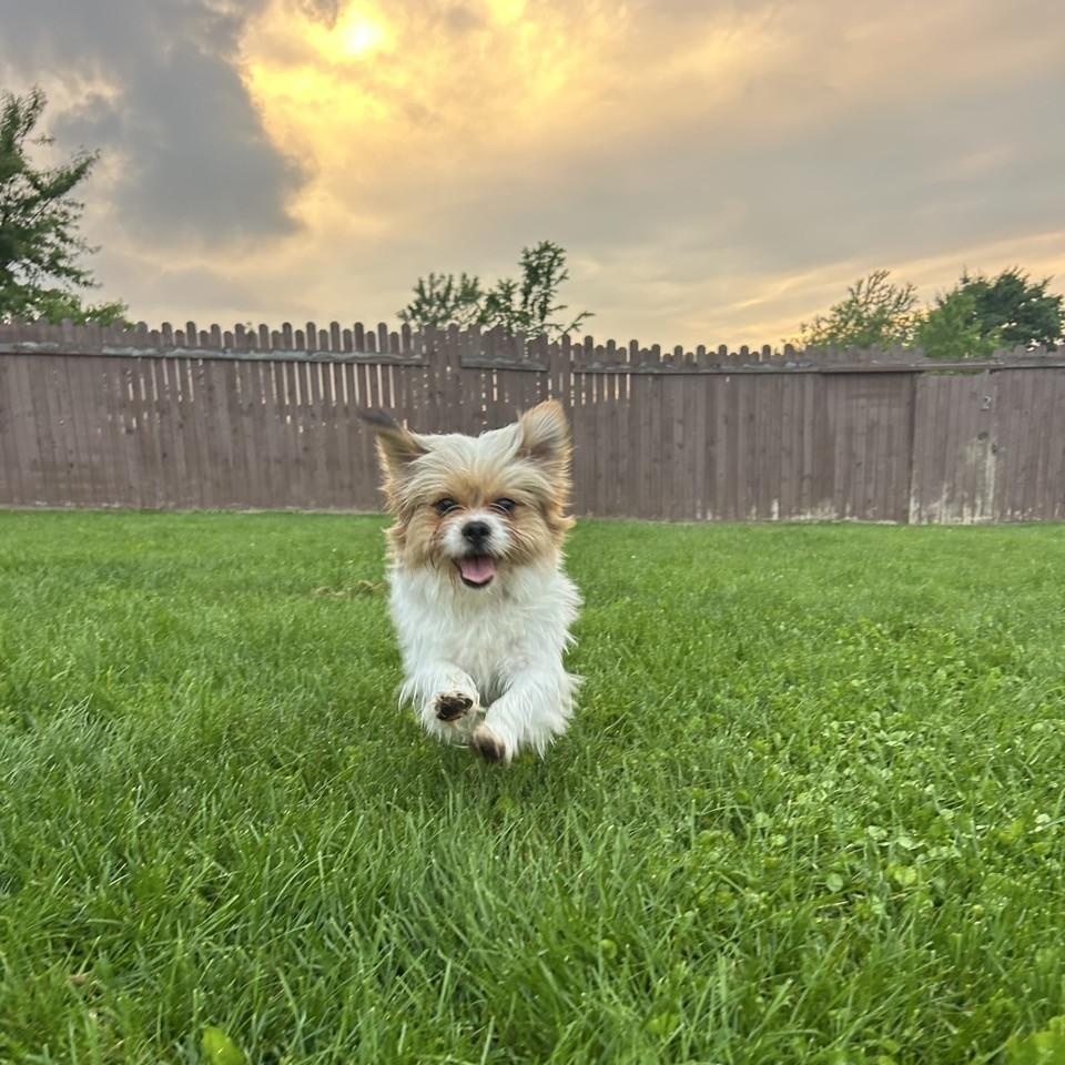 Enlarge Saint, an adopted mixed breed in South Charleston, OH image 1/4