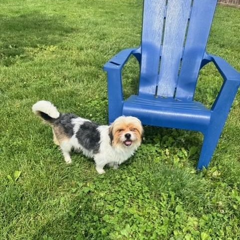 Enlarge Saint, an adopted mixed breed in South Charleston, OH image 3/4