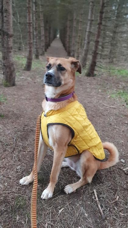 Kona, Adoptable, Adult Female Shepherd & Mixed Breed.