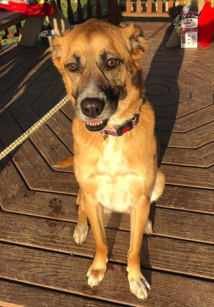 Kona, Adoptable, Adult Female Shepherd & Mixed Breed.