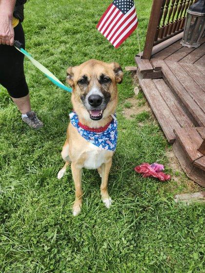 Enlarge Kona, a Adoptable mixed breed in Clarks Summit, PA image 3/3
