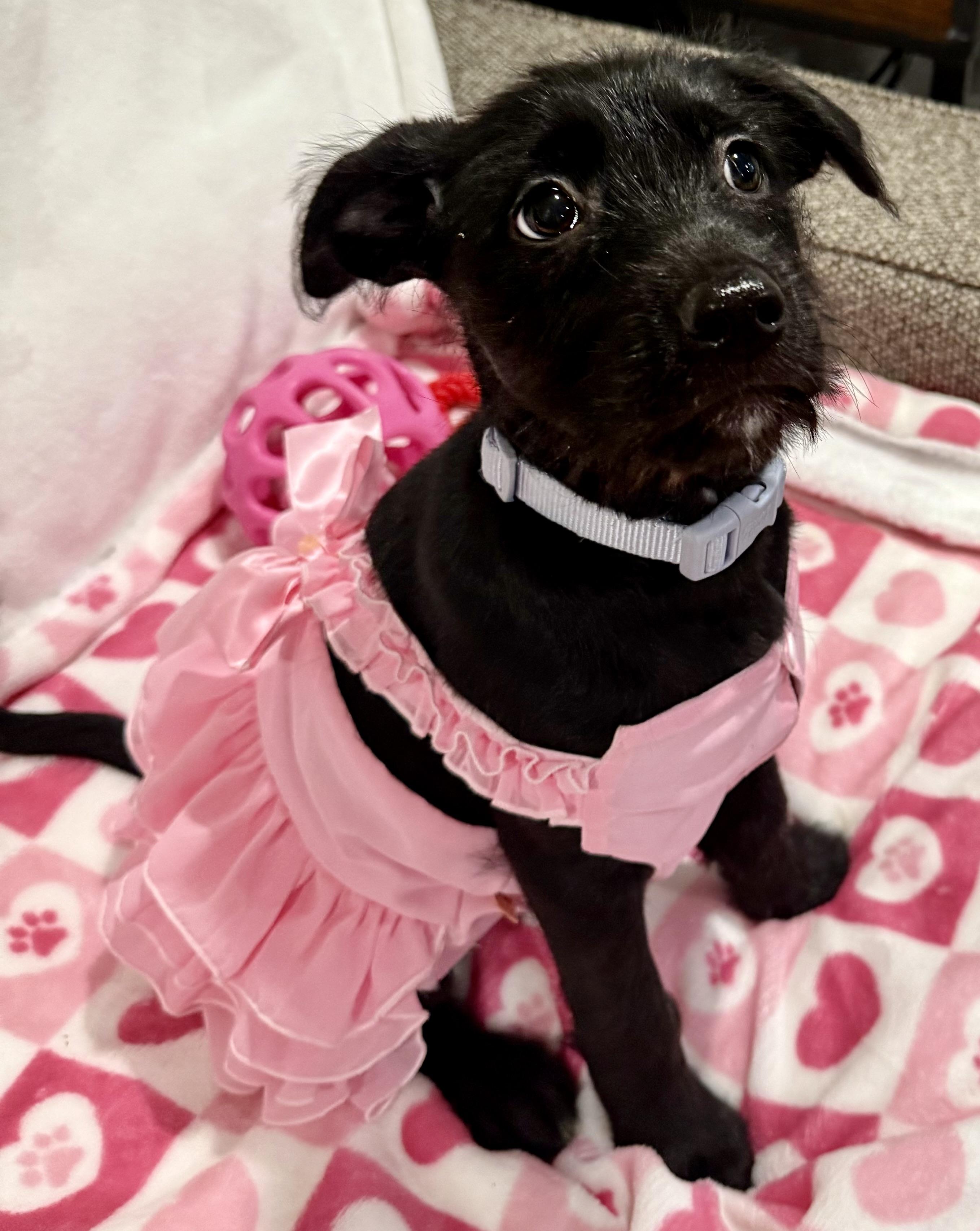 Enlarge Ella, a ADOPTABLE mixed breed in Chicago, IL image 3/5