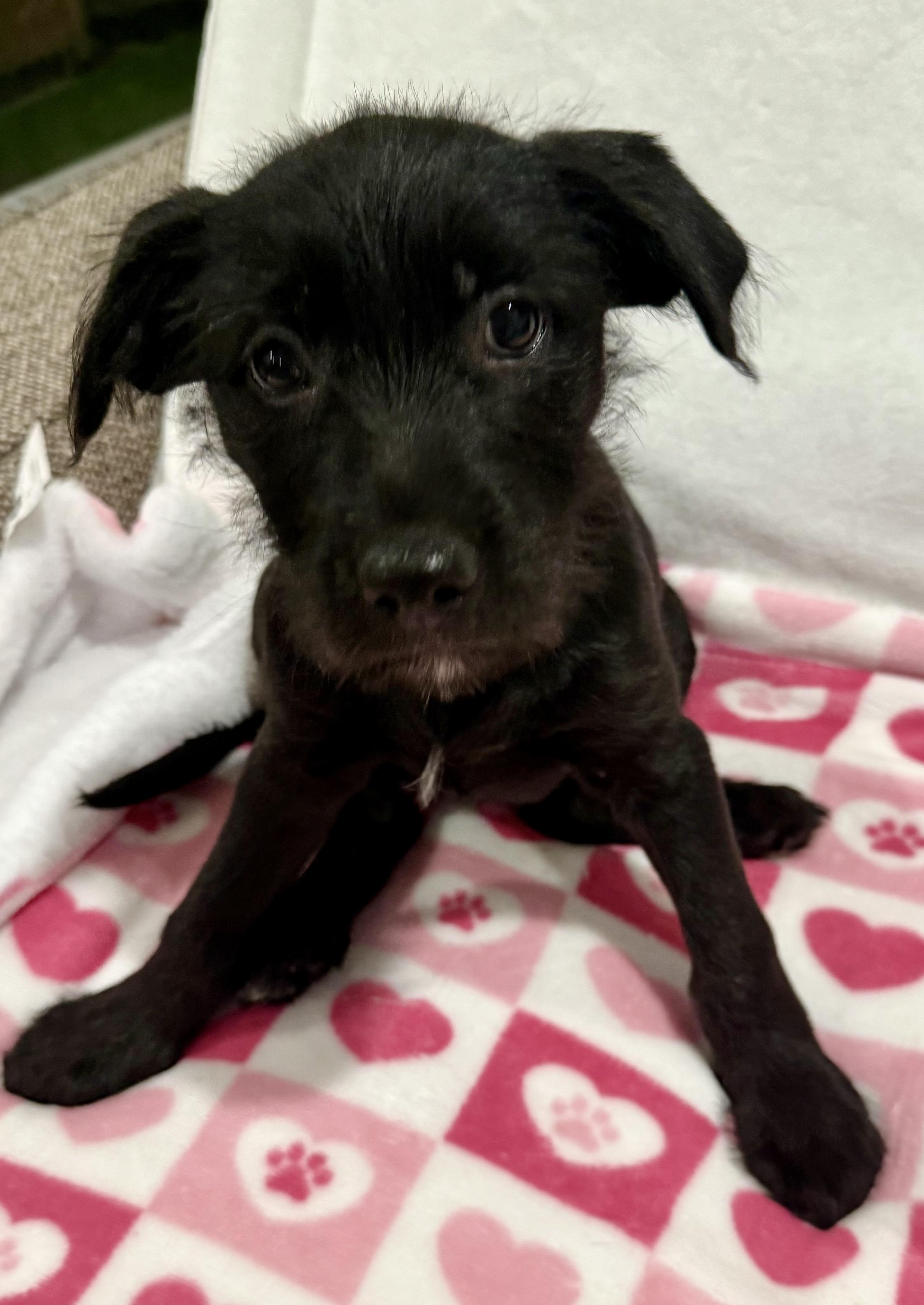 Ella, ADOPTABLE, Puppy Female German Shepherd Dog.