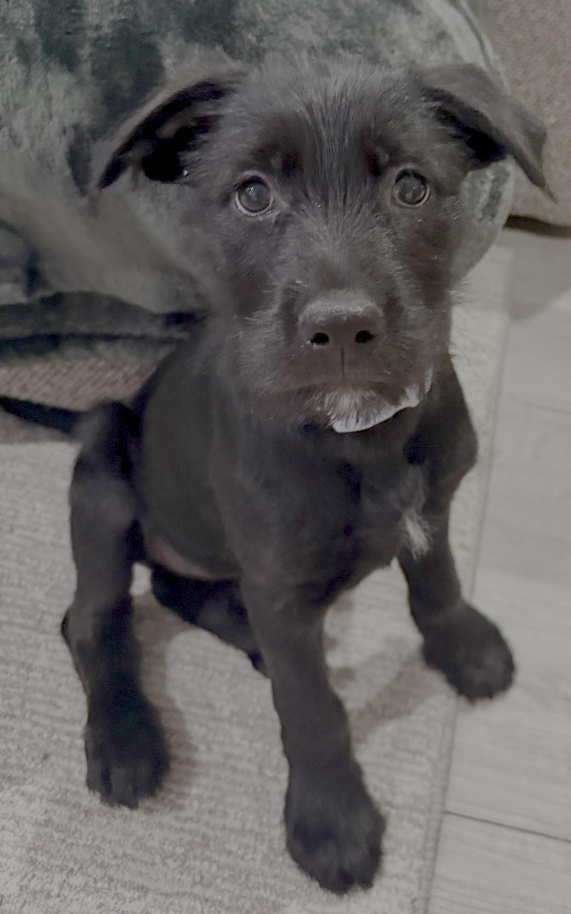 Enlarge Ella, a ADOPTABLE mixed breed in Chicago, IL image 4/5