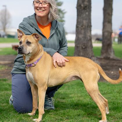 Mookie, ADOPTABLE, Adult Female Black Mouth Cur.