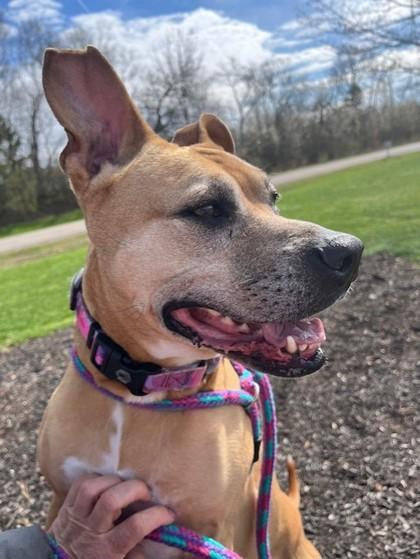 Enlarge Mookie, a ADOPTABLE Black Mouth Cur in Hilliard, OH image 3/3