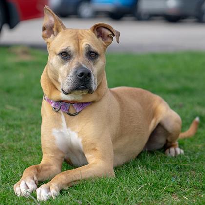 Enlarge Mookie, a ADOPTABLE Black Mouth Cur in Hilliard, OH image 2/3