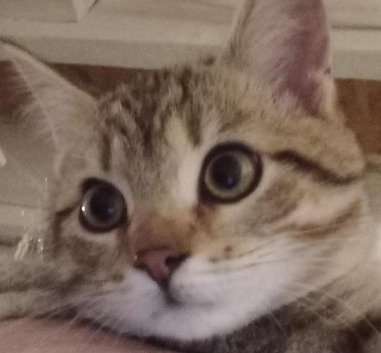 Elsa, Adopted, Kitten Female Domestic Short Hair.