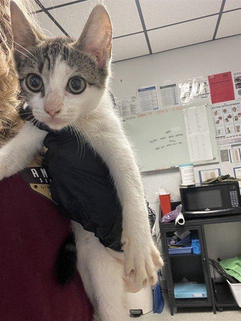 Enlarge Zop, a Adoptable Domestic Short Hair in Raleigh, NC image 1/4