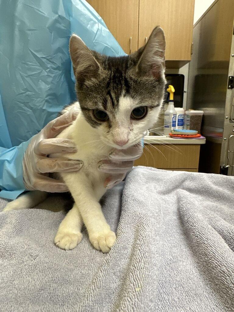 Enlarge Zop, a Adoptable Domestic Short Hair in Raleigh, NC image 2/4