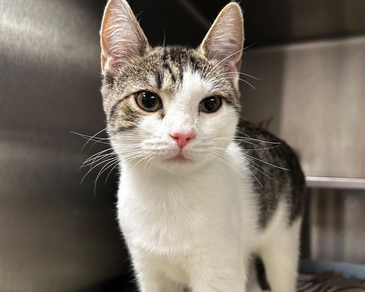 Enlarge Zop, a Adoptable Domestic Short Hair in Raleigh, NC image 3/4