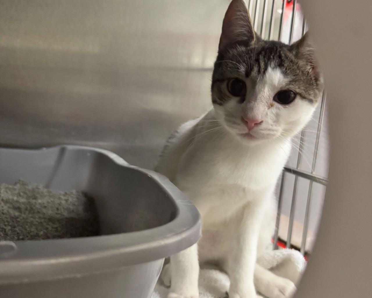 Enlarge Zop, a Adoptable Domestic Short Hair in Raleigh, NC image 4/4