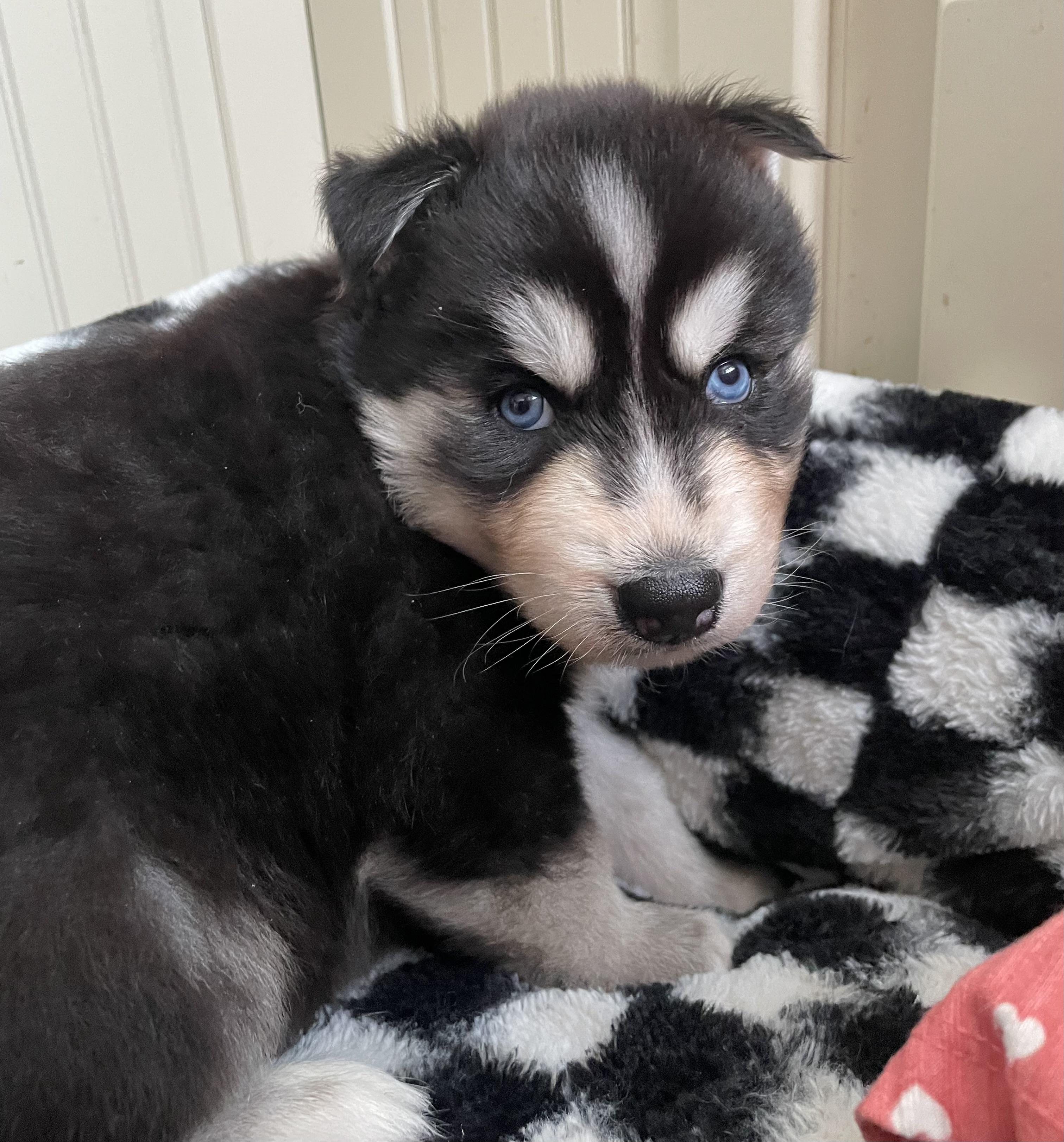 Stormy, a ADOPTABLE Siberian Husky in Cleveland, OH image 1/3