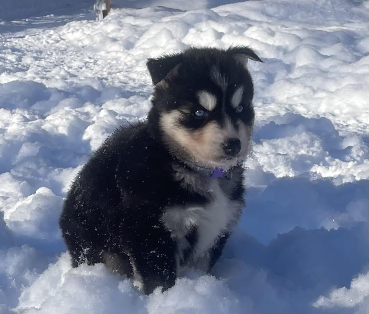 Stormy, a ADOPTABLE Siberian Husky in Cleveland, OH image 3/3