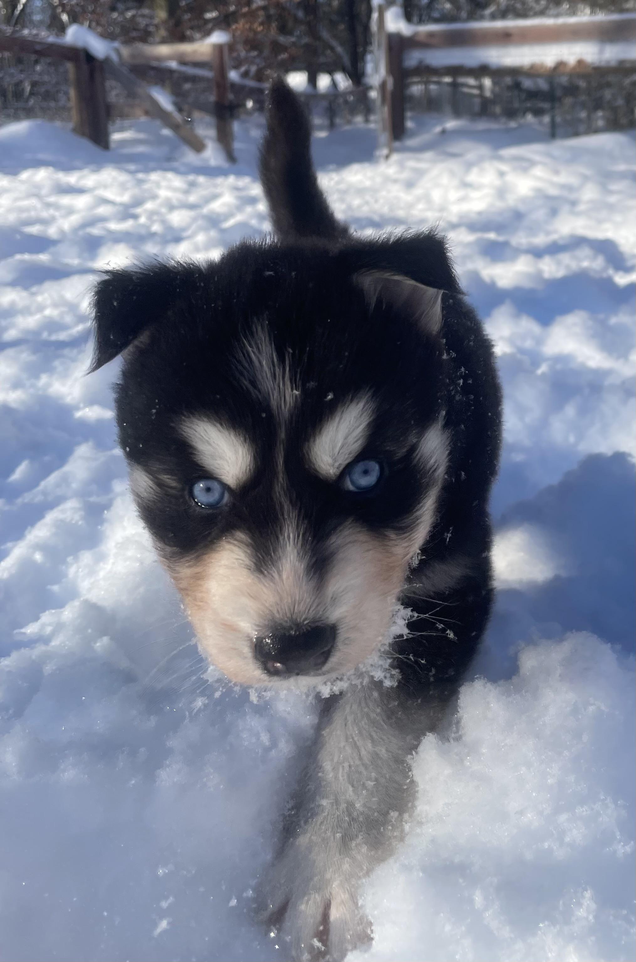 Stormy, a ADOPTABLE Siberian Husky in Cleveland, OH image 2/3