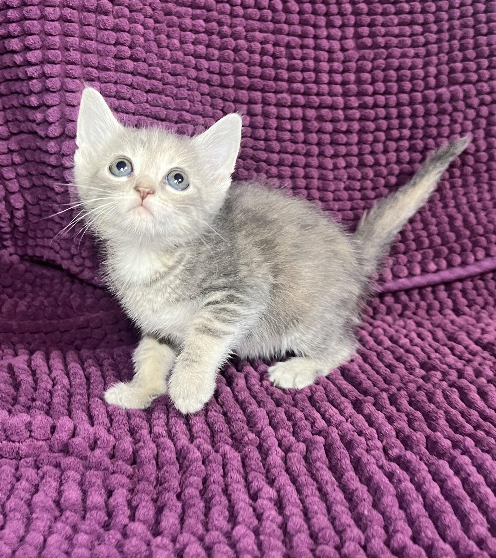 Winnie, a Adoptable Dilute Tortoiseshell in Hammond, LA image 1/2