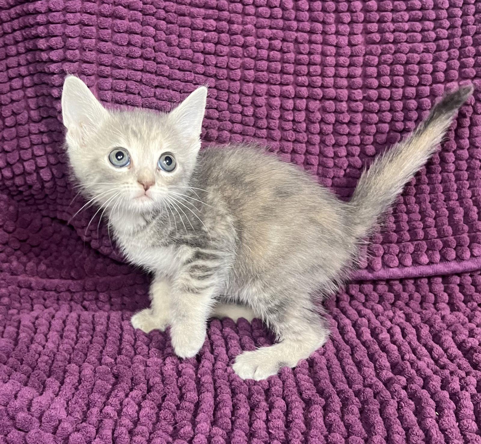 Winnie, a Adoptable Dilute Tortoiseshell in Hammond, LA image 2/2