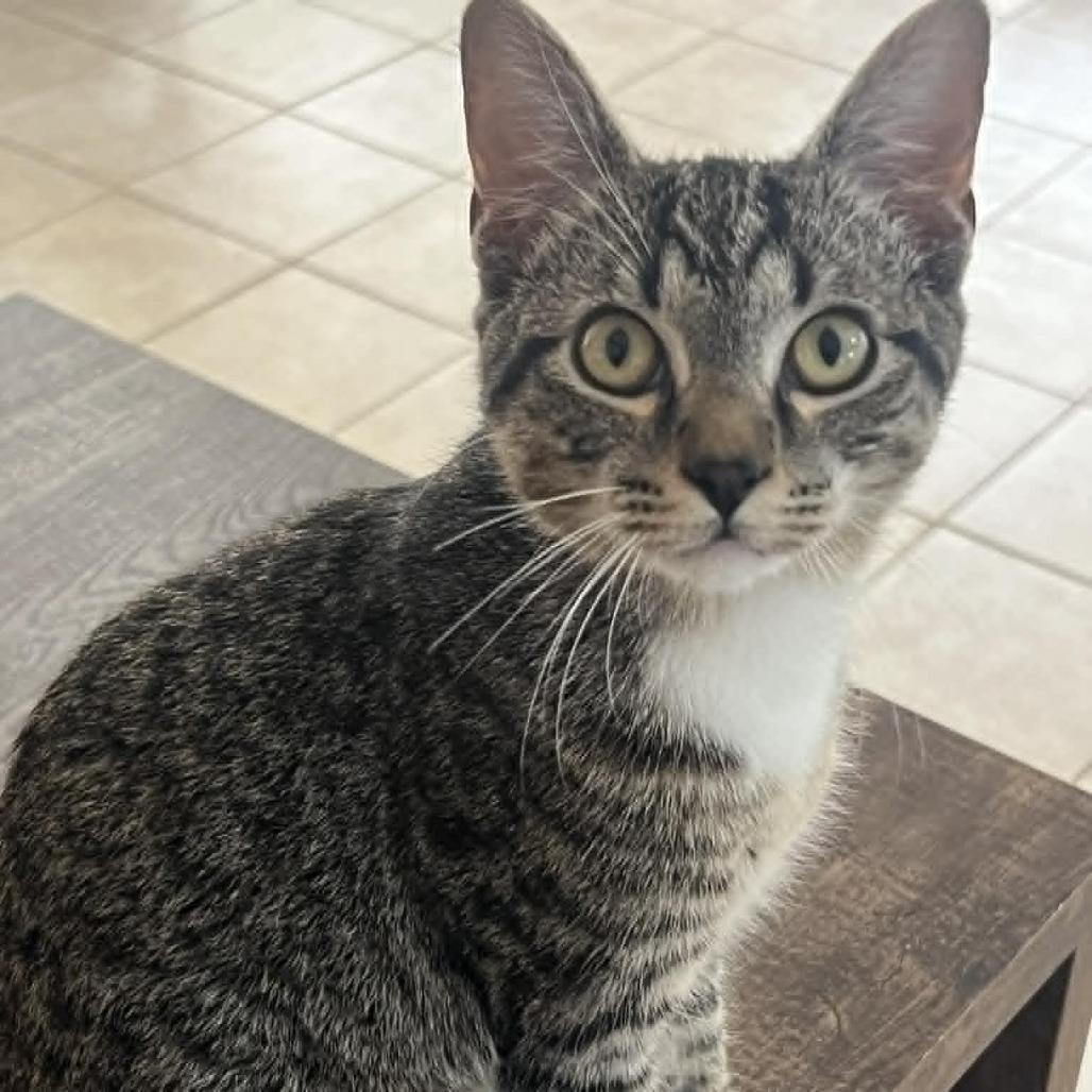 Enlarge Drac, a Adoptable Domestic Short Hair in Beaumont, TX image 1/1