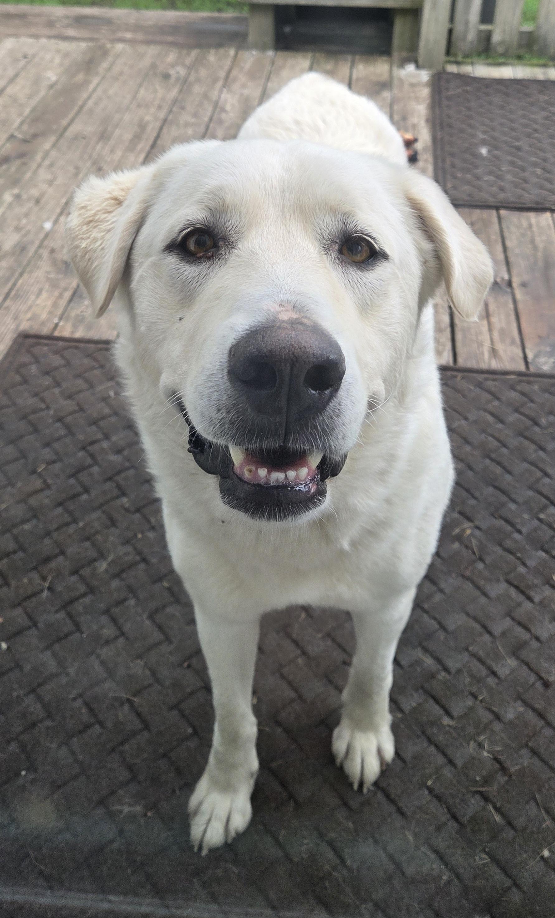 Enlarge Mavis, a Adopted Akbash in Louisburg, KS image 1/2